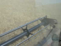 Sun 20 - Cutting Wheat.